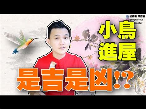 麻雀 風水|【麻雀飛進家裡代表什麼】飛雀臨門，吉兆還是兇兆？麻雀飛進家。